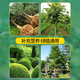 Family tree transplanting rooting liquid, general plant rooting agent, fruit tree seedling transplanting liquid, large plant rooting liquid