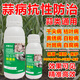 Garlic Bacteria Clear Extract Garlic Special Medicine Dry Tip Yellow Leaf Root Rot Leaf Blight Rust Purple Spot Sterilizing Garlic Bacteria Clear 100ml 2 Bottles
