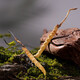 Cordyceps sinensis Cordyceps sinensis 2 gramos de cordyceps secos en áreas tibetanas, buenos regalos para Cordyceps sinensis 50 gramos, 50 cajas de regalo [especificaciones 2 gramos]