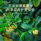 Lupan specializes in applying four-season osmanthus tree chemical fertilizers and compound fertilizers to grow laurel golden osmanthus and silver osmanthus for household potted plants and ground planting.