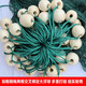 Yuxige fishing net fish pond fishing net pulling net scraping fish net seine net dragging fish net 2-finger partition clear pond net holding net partition net 2 meters high 30 meters long 2 fingers thick 9 strands weighted pendant