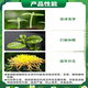 Aidoshou 1.8% sodium nitrophenolate promotes germination and rooting to relieve dormant tomato plant growth regulator 50ml 1 bottle