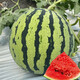 Dayu Lazy Man Watermelon Seed Seedlings Extra Large Suitable for Early Maturing Lazy People in the South 8424 Kirin Melon Meidu Seedless Fruits and Vegetables 8424 Watermelon Seeds 10 capsules