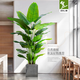 Weiou simulated green plants, high-end light luxury living room, fake plants, indoor potted plants, large decorative ornaments, bird of paradise simulated flowers, 1.4 meters bird of paradise<+white round bottom flowerpot&g