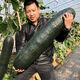 Guangdong black-skinned winter melon seeds, extra-large giant vegetable winter melon, high-yielding spring and four-season field vegetable seeds, Guangdong black-skinned winter melon seeds 30 original x2 pack