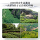 Xigua Oolong Tea Wuyi Rock Tea Iron Arhat 256g Medium-fire ration tea gift gift bag
