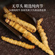 Xueyuantang cordyceps sinensis insecte entier herbe cassée authentique cordyceps sélectionnés produits toniques plateau cordyceps entiers insectes chinois médicinaux toniques environ 0,2 g / racine (insecte entier herbe brisée)