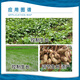 Jianpai Jianpai 15% paclobutrazol rice seedling field rapeseed control growth peanut growth regulator 35g