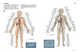 Spot Human Anatomy Book (troisième édition) avec démonstration DVD Andrew Bell Version taïwanaise Musculo-squelette pour la peau, plus de 1 300 photos sont disponibles