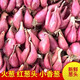 Authentic shallot seedlings, Guangdong shallots, commercial Fujian southern onion seeds, local wild four-season chive seeds, four shallots, Jin Jin, equal to 0.5 kg, free fertilizer in the favorite store
