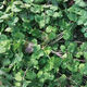 Old varieties of purple-rooted coriander, short-stemmed coriander, small-leaf strong-flavor coriander seeds, four-season vegetables, purple-rooted, low-stem coriander, new species this year, original quality products, buy 1+1, get 2 packs ++