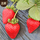 Beishu strawberry seed seedlings, cream strawberry potted with soil, winter and spring four seasons fruit seeds, red strawberry seeds 500 capsules