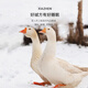XIAZHEN down quilt 95% white goose quilt core 100 cotton antibacterial anti-velvet warm goose quilt Spring and autumn quilt - recommended room temperature 15-20 200*230CM