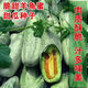 Super sweet croissant honey melon seeds, thin-skinned rock sugar melon seeds, four-season seeds, patio balcony potted fruit seeds, many people buy croissant honey seeds, high sweetness, popular store recommended quantity, 1 pack of about 100 seeds