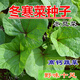 Winter vegetable seeds, winter amaranth, Eastern Han cuisine, water chestnuts, high calcium vegetables, Sichuan autumn and winter potted garden vegetable seeds, fresh and beautiful winter vegetable seeds, 10 grams, about 2,000 pieces