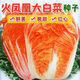 Chihui Fire Phoenix Chinese Cabbage Seeds Red Cabbage Seeds High Calcium, High Yield and Disease Resistance Orange Red Cabbage Field Farm Planting Fire Phoenix Chinese Cabbage Seeds Original Packaging 1 Pack