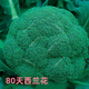 Broccoli seeds broccoli seeds loose cauliflower seeds cauliflower green cauliflower seeds four seasons vegetables original broccoli seeds 1 bag (about 300 pieces