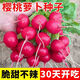 Four seasons popular radish seeds, radish seeds, balcony four-season potted vegetable seeds, red cherry radish seeds, 1 pack, about 300 pieces