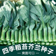 Xiangbin kale seeds kale field open-air planting in spring, summer, autumn and winter sowing pot seeds Guangdong vegetable seeds white flower willow leaf kale seeds 2000 original