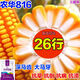 Stable-yielding dwarf corn seeds, national review twins, drought-resistant and lodging-resistant, new varieties from the Academy of Agricultural Sciences, Nonghua 816 4200 grains + 300 grains Nonghua 816 4500 grains + production increase package