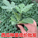 8424 Authentic Grafted Seedlings with Soil and Seedless Midu Kirin Early Mature Seedlings Watermelon Seedlings Stone Melon Watermelon Seedlings Buy 8+2 Real Hair 10 Trees + Fertilizer