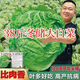 38 Jin Jin is equal to 0.5 kg. Overwintering Chinese cabbage seeds Shandong Chinese cabbage seeds. Chinese cabbage seeds are disease-resistant and high-yielding. Leafy cabbage. Original 2 packs (about 2000 grains) + Songpin. 38 Jin Jin is equal to 0.5 kg. Winter storage Chinese cabbage seeds.