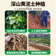 东来美巴戟天100g中药原料搭肉苁蓉+淫羊藿叶+锁阳韭菜籽泡水泡酒滋补胖