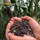 Sweet millet seeds, sorghum stalks, small sugarcane fruit seeds from the north and south, sown in spring, summer and autumn, sweet and juicy, authentic black sweet millet seeds, 402 capsules