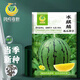Fengming Yashi gift small watermelon seeds early maturing greenhouse four-season seeds thin-skinned yellow-flesh ice unicorn watermelon seeds 50 capsules