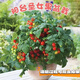 Tomato potted imported tomato seedlings with flowers and fruits four seasons tomato fruit flower seedlings edible outdoor cherry tomatoes small tomato potted with fruit shipped four pots