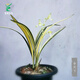 Wengyuan Orchid Jianlan Hetianxia Yehua Double Art Lotus-shaped Plain Heart Ceiling High-grade Xiangyi Precious Resource Grass Hetianxia 2 Seedlings Large and Strong Seedlings Bloom in the Year