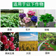 Stanley (STANLEY) nitrogen, phosphorus and potassium compound fertilizer, vegetable household vegetable and flower fertilizer, fruit tree potting general slow-release fertilizer, good fertilizer, general type 1Jin Jin equals 0.5 kg nitrogen, phosphorus and potassium compound fertilizer