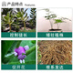 Guoguang Aizhuang 5% uniconazole effect sitting sweet potato shoot control rice peanut hedge flower succulent plant growth regulator