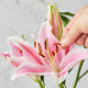 9 pink lilies (3-4 buds shipped)