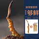 [2024 Naqu End of Wild Cordyceps] QOMO Naqu Origin Seasonal Fresh Cordyceps in Naqu, Tibet Wild Cordyceps Cold Chain Gift Box Dragon Boat Festival Gift Box Naqu Wild Cordyceps 0.8g/root 100 Roots Pack