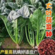 【可越冬】大叶菠菜种子散装菠菜籽四季播耐寒秋冬季蔬菜种子 【抗热+】大叶菠菜种子(高發芽率 原厂精装种子2袋2694粒