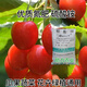 5 Jin Jin is equal to 0.5 kg Nitrogen Fertilizer Ammonium Sulfate Fertilizer Field Powder 5 Jin Jin is equal to 0.5 kg Flower Fertilizer Compound Fertilizer Water Soluble Fertilizer Foliar Fertilizer Vegetable Gardening Agricultural Use Large Enterprises Nitrogen Fertilizer Ammonium Sulfate Fertilizer 860g Garden Fertilizer
