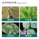 Guoguang Jingcui 30% phenylpropiconazole flower plant fruit leaf spot powdery mildew black spot pesticide fungicide 100g