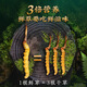 [Tíbet Cabello liso] Auténtico primero Cordyceps frescos 2025 Cordyceps frescos de alta altitud seleccionados SF Cold Chain 0.6-0.7G/Root 100 Roots