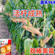 Academy of Agricultural Sciences Corn Seed Collection Original Lile 969 High Yield Short Stem North and South Spring and Summer Corn Seeds (Lile 969) Original (2 Jin Jin equals 0.5 kg) Disease Resistance and Lodging Resistance