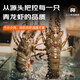 Mr. Fish Seller Indonesian live frozen blue lobster 200-300g/piece Extra large lobster Hualong seafood water produces fresh shrimp