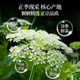 Chen Yifan angelica slices 50g selected Gansu native angelica slices with astragalus wolfberry soaked in water to make porridge health tea canned

