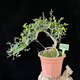 
Si Jie Hainan Xianglan bonsai precious tree species blooming and fragrant Bolan outdoor balcony novice planting and raising potted plants 829 Cliff Xianglan does not include pots