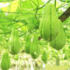 Chayote seeds, early maturing extra large chayote vegetable seeds, climbing vine saplings, potted perennial plant melons, 100% new chayote seeds, recommended, 5 packs, about 125 capsules