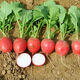 Four seasons popular radish seeds, radish seeds, balcony four-season potted vegetable seeds, red cherry radish seeds, 1 pack, about 300 pieces