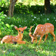 Yi Mingyuan courtyard outdoor garden forest animal landscape decoration resin fiberglass simulated sika deer sculpture ornaments combination one (two pieces)