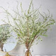Snow willow dry branches water flower arrangement hydroponic flowers indoor water blooming living room balcony flower viewing green plants snow willow flowers fresh branches water grown New Year's Eve flower plants 10 snow willow branches 80 cm high without bottles