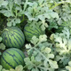 Suri Zaojia 8424 Watermelon Early Ripening Kirin Melon Xindumei Watermelon Seed Extra Large Kirin Super Sweet Seedless Melon Early Maturity Resistant Dumei F1 Canned 500 Tablets (Daejeon Premium)
