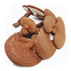 Ganjunzhuang changbai montagne ganoderma lucidum rouge ganoderma lucidum avec poudre de spore semi-wild ganoderma lucidum nord-est ganoderma lucidum huile pot plante
