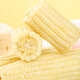 Jingxian Raw Northeast White Waxy Corn 330g*8 Sweet Sticky Corn Low-fat Breakfast Meal Replacement Whole Grains Vacuum Packed Straight from the Source